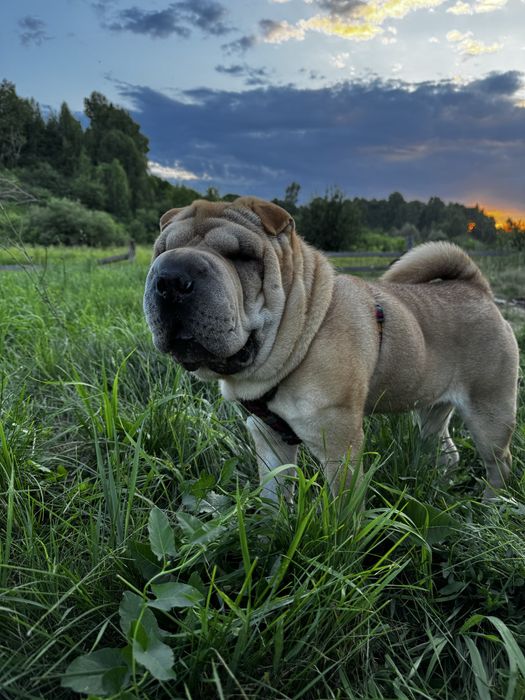 Продам в надежные руки