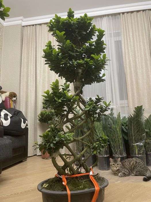 Дерево миллионера Бонсай