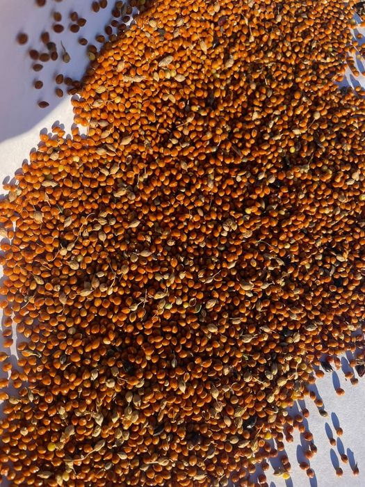 Пшеница.Платный чат!Все корма