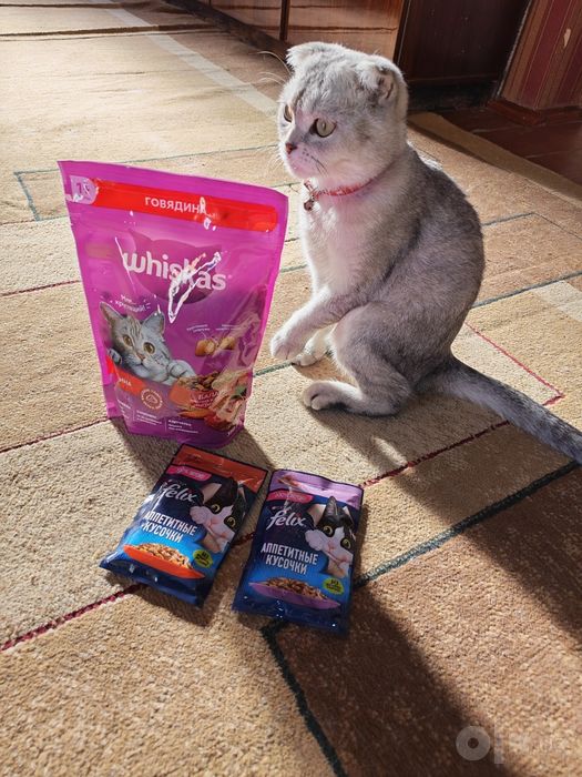 Продается Шотландская вислоухая кошка