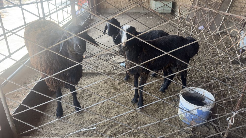 Кошкарлар сатылдады