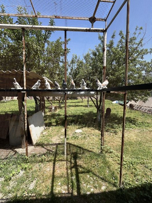 Продам белых тасманов с тягой