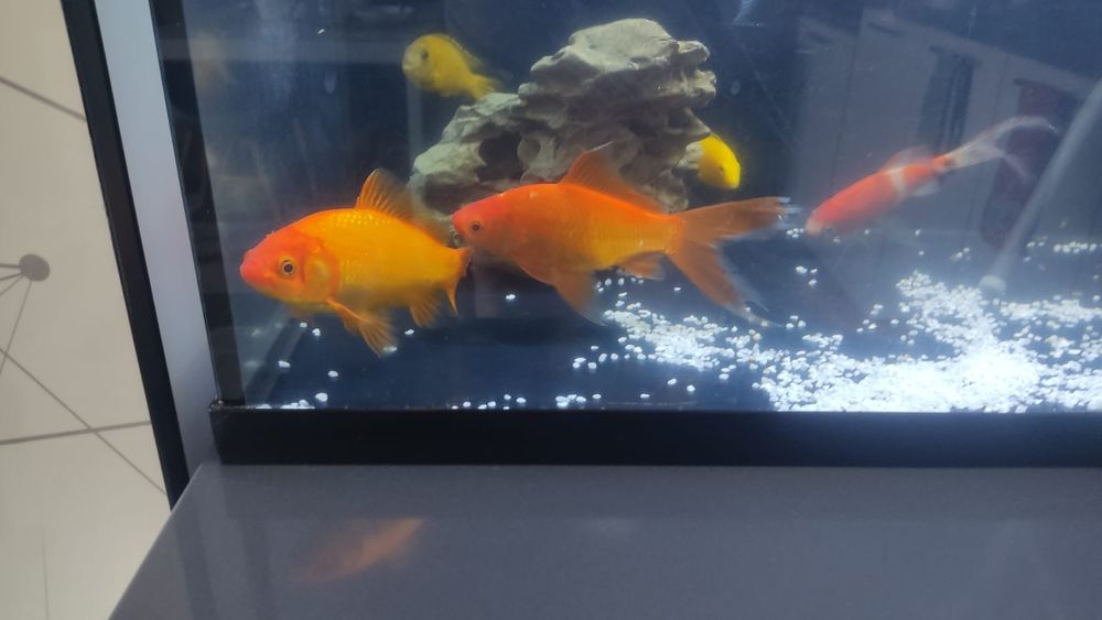 Продам рыбок кометы