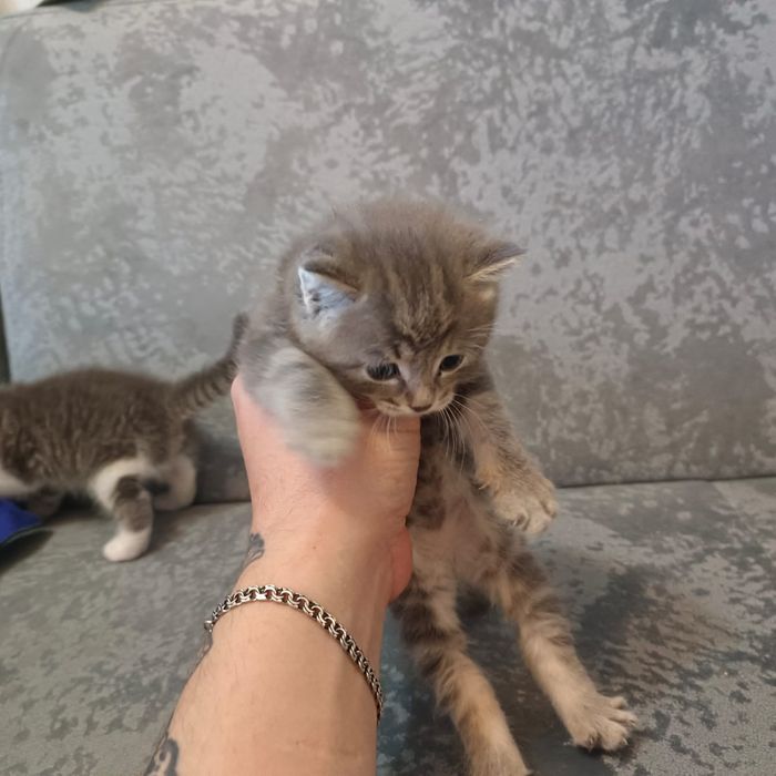Отдам котят в добрые руки