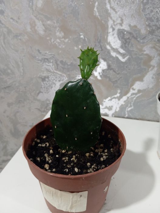 Опунция кактус цветы