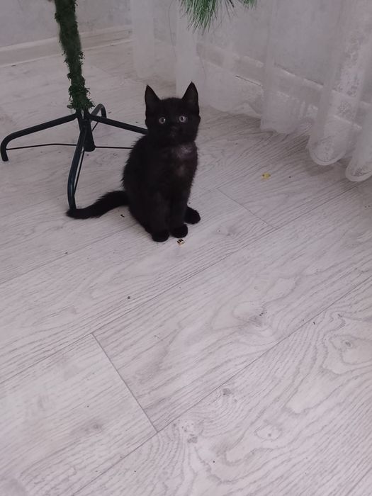 Котенок чёрненький, девочка