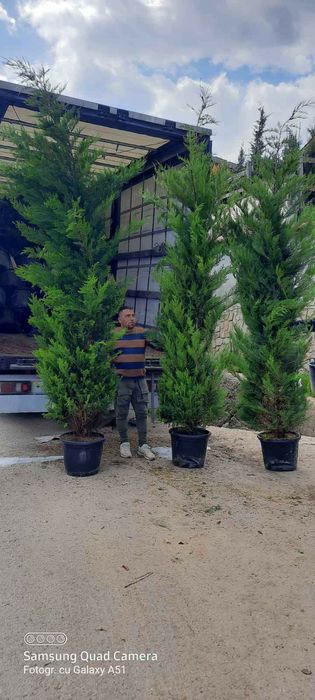 Tuia smarald columnaris biota Leylandy