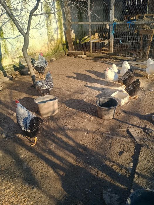 Oua de găini wyandotte