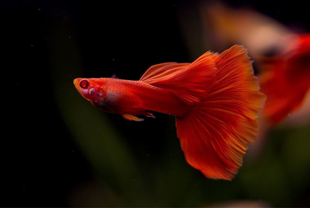 Аквариумная рыбка красный гуппи