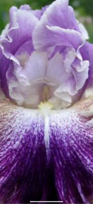 Bulbi de irisi 5 lei buc