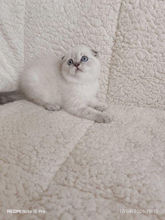 Британски котета и шотлански клепоухи