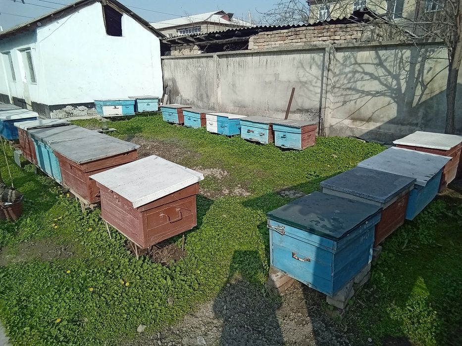 Продается пасека