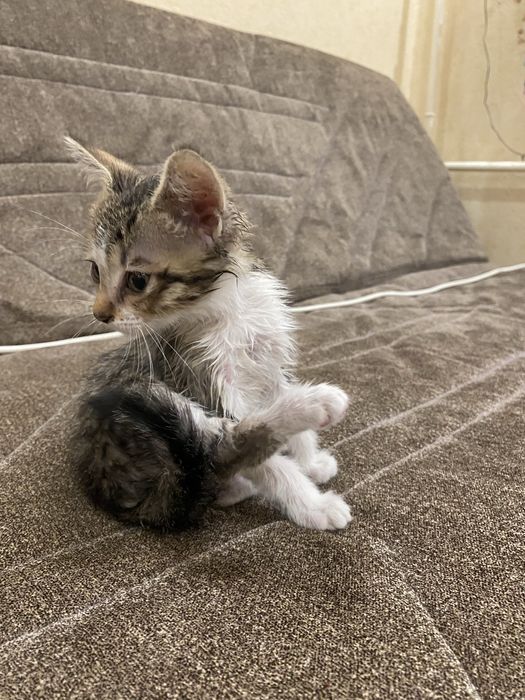 Котята в добрые руки!