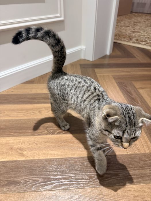 Котенок вислоухий