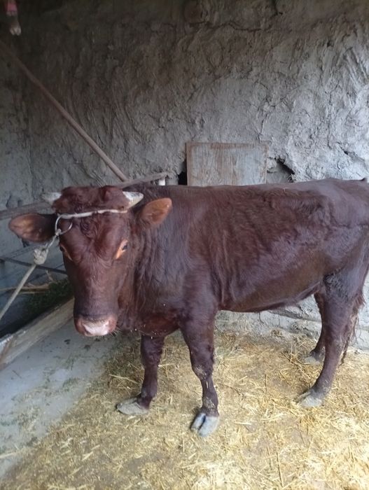 Buqa sotiladi narxni kelishamiz