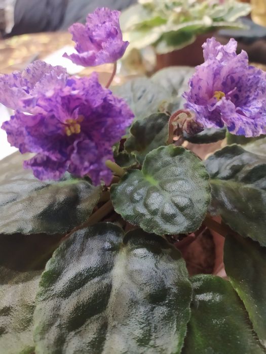 Фиалки сенполии сортовые разные