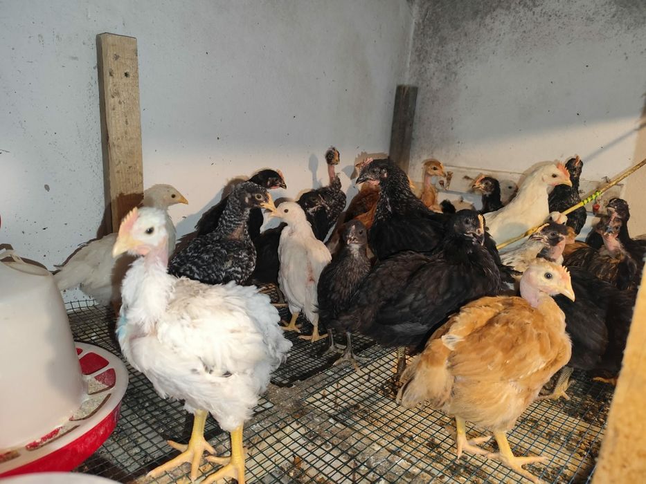 Pui de casă,gat golaș,pestriti