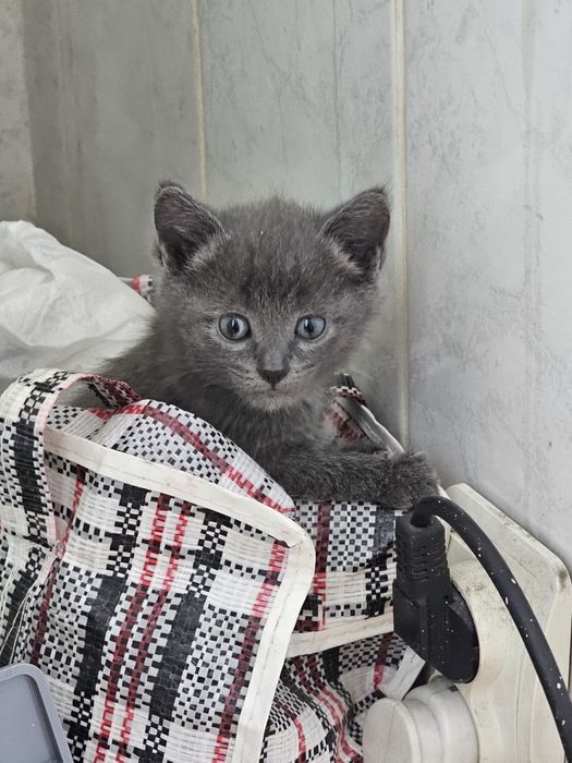 Отдам  котят в хорошие руки