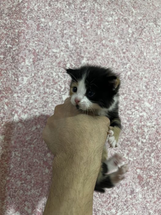 Отдам даром котят в хорошие руки