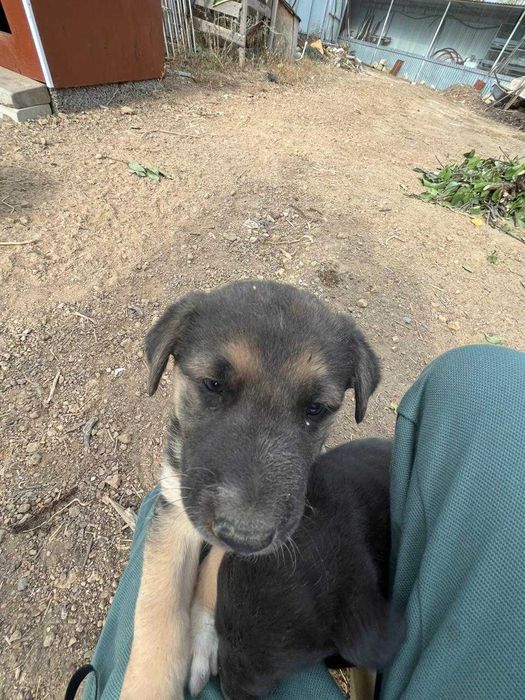 Две милашки ищут хорошие семьи