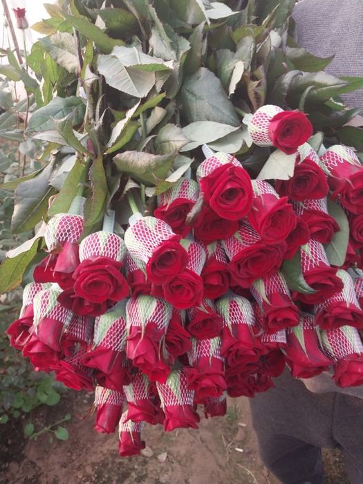 Роза 250 тг штук