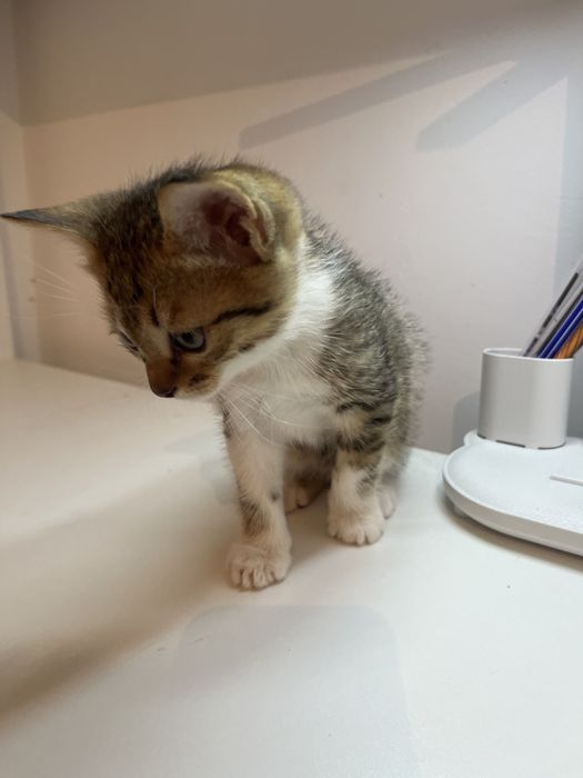 Продам котенков 1,5 месяца