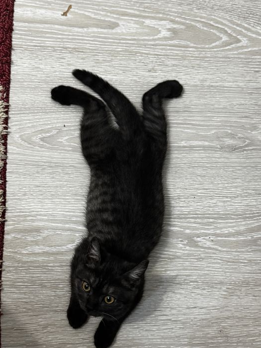 Отдам котенка в хорошие добрые руки
