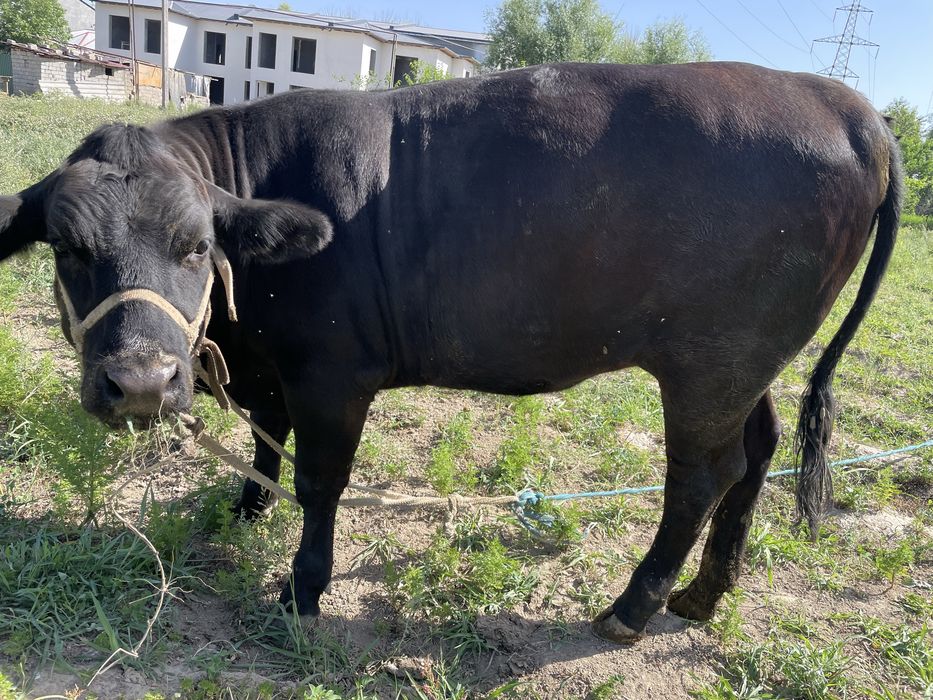 Angus Onasi 15 L sut beradi