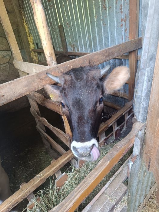 Продаеться телочки 9-10 месячные