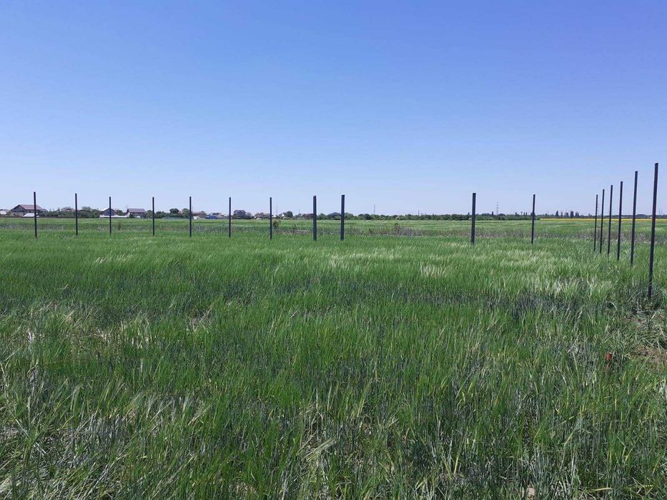 Vand teren in Cernica, Caldararu pentru casa sau parcelare