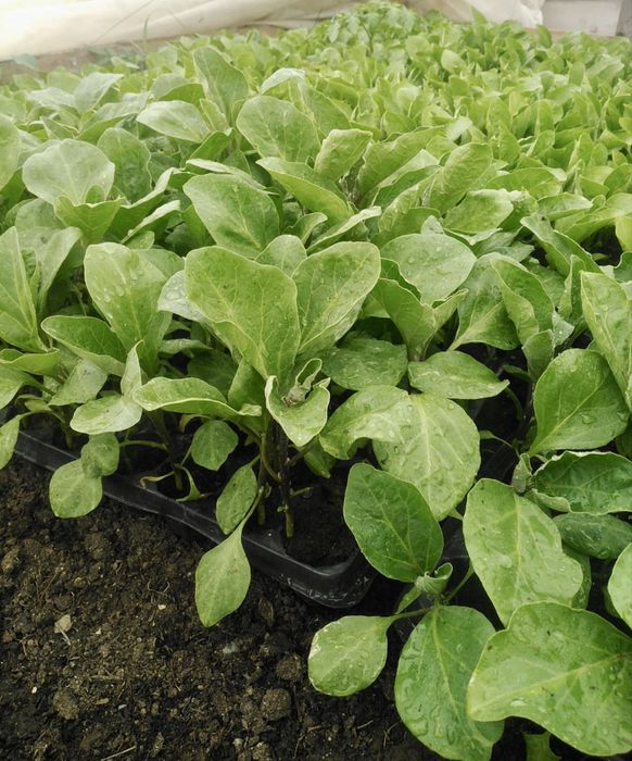 Vând răsaduri de roșii, ardei, varză, castraveți, vinete, pepene