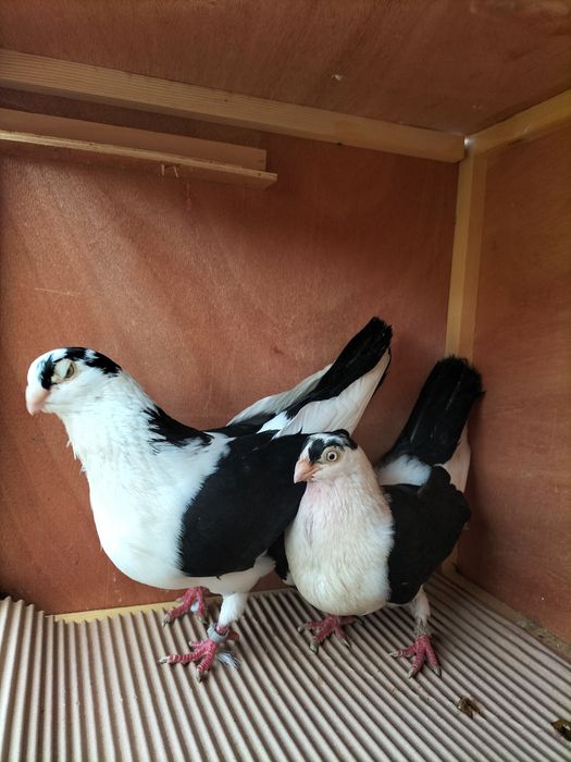 Galateni de zbor și de joc