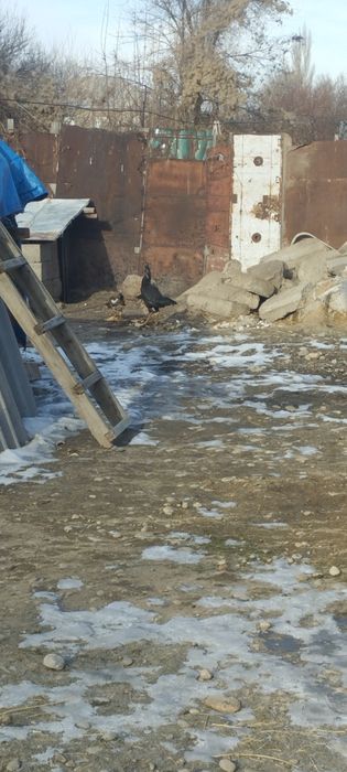 Продам дакан есть куры и пидухи