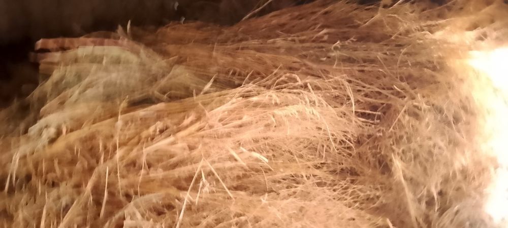 Dagʻal xashak chorva mollari uchun xas !