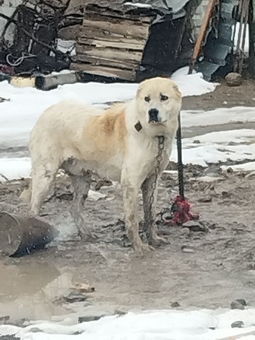 Үлкен төбет тегін беріледі