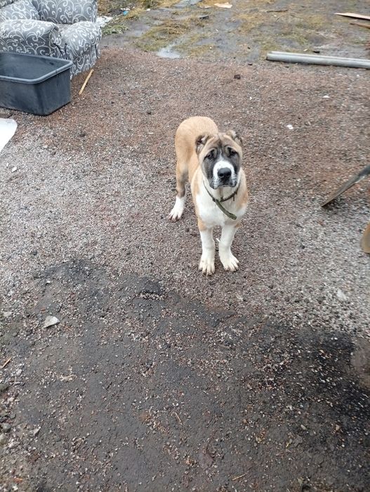 Продам Алабая 100000