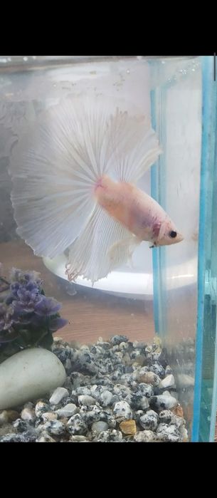 Рыбка петушок аквариумная