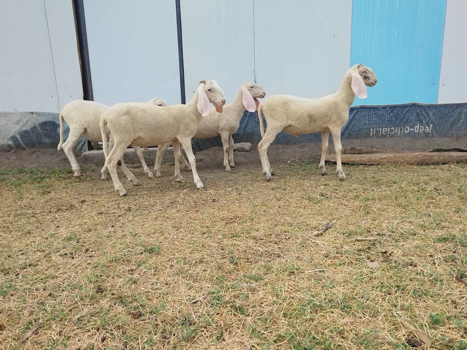 berbecuți bergamasca rasa pura