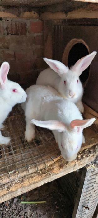 Зайци Цика мъжки и женски