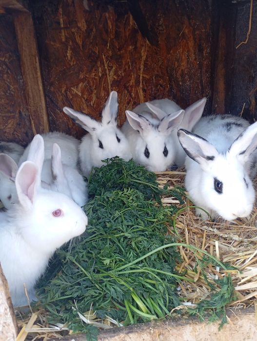 Vând iepuri rasa mixta