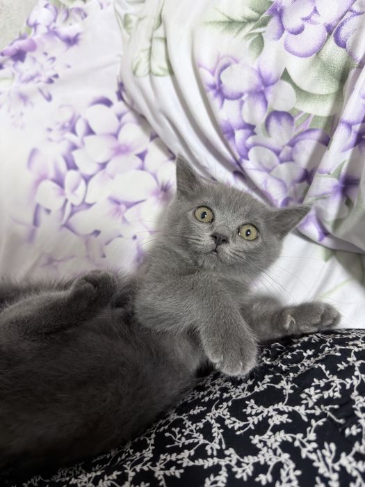 Срочно британские котята скоттиш страйт!