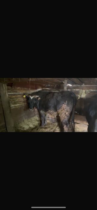 Продам быков 1.5 годовалых откорм