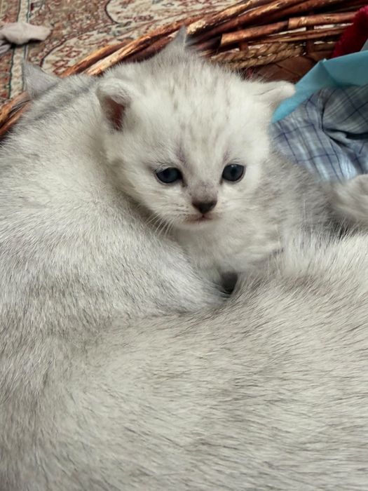 котята родились 18 сентября