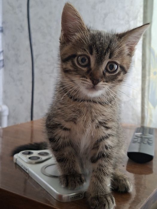 Котенок мальчик в добрые руки