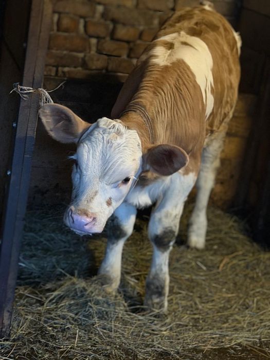 Vând vițea de ținut din taurul Hokupokus