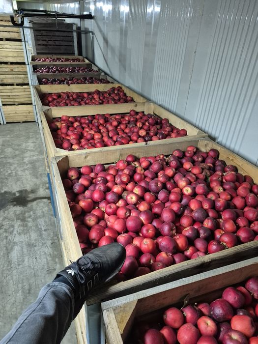 Mere de consum cantitati mari