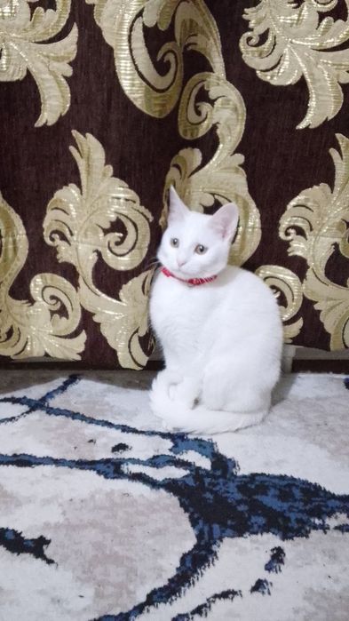 Кошка,Белла донна