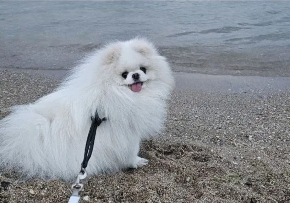 Мини мъжки померан