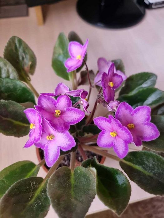 Продам фиалку сорта Halo's Aglitter