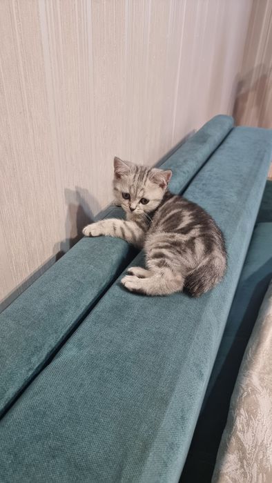 Котенок шотландский прямоухий